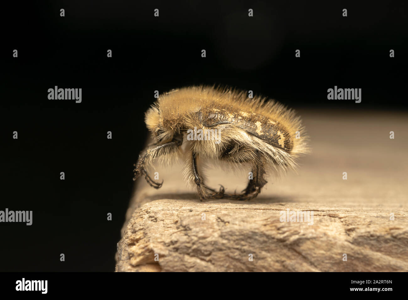 Weiß gefleckte Rosenkäfer (lat. Oxythyrea funesta) ist eine phytophagische Käferart, die zur Familie Cetoniidae, Unterfamilie Cetoniinae, gehört. Stockfoto