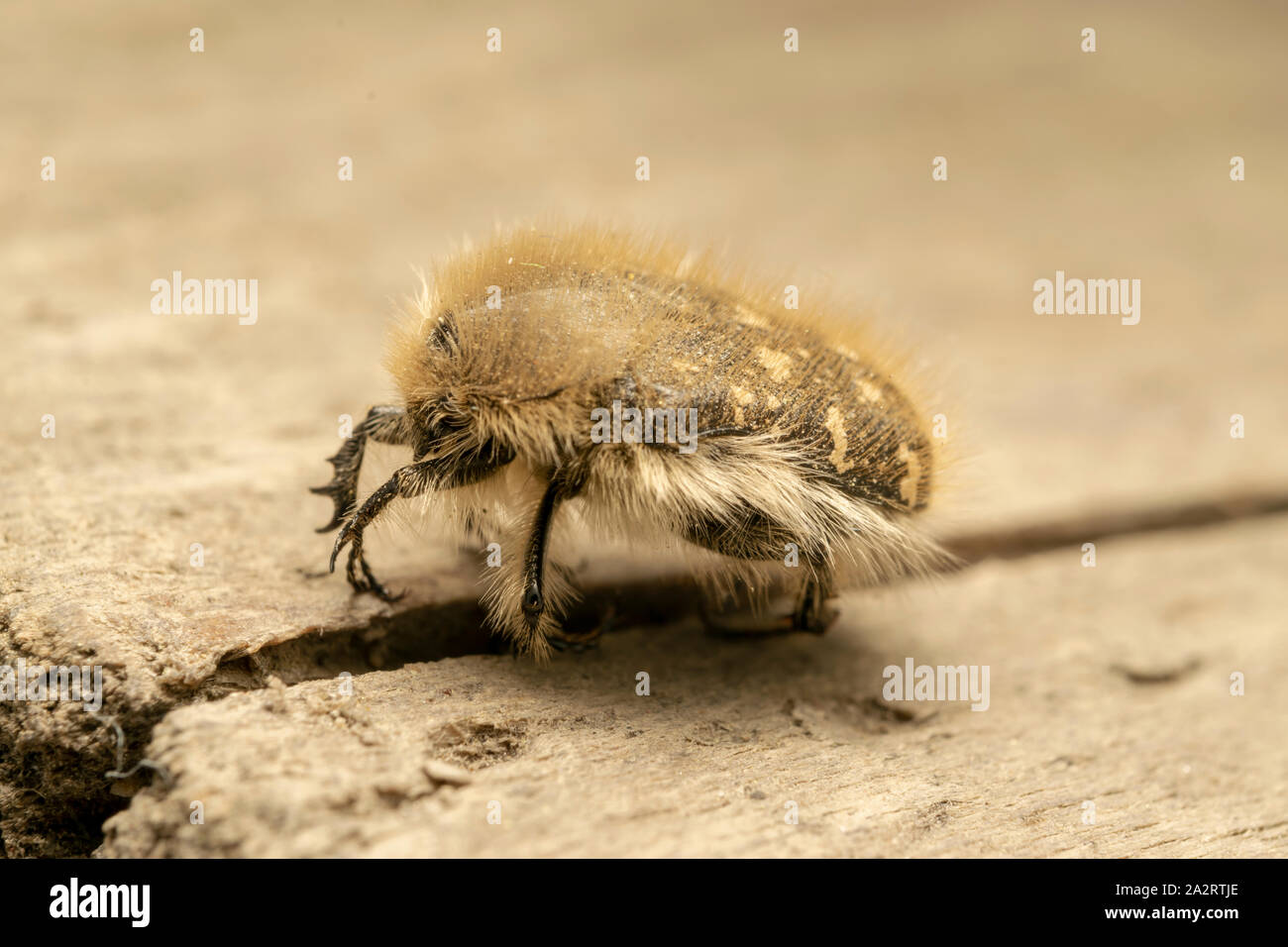Weiß gefleckte Rosenkäfer (lat. Oxythyrea funesta) ist eine phytophagische Käferart, die zur Familie Cetoniidae, Unterfamilie Cetoniinae, gehört. Stockfoto