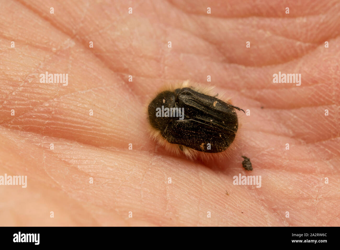 Weiß gefleckte Rosenkäfer (lat. Oxythyrea funesta) ist eine phytophagische Käferart, die zur Familie Cetoniidae, Unterfamilie Cetoniinae, gehört. Stockfoto