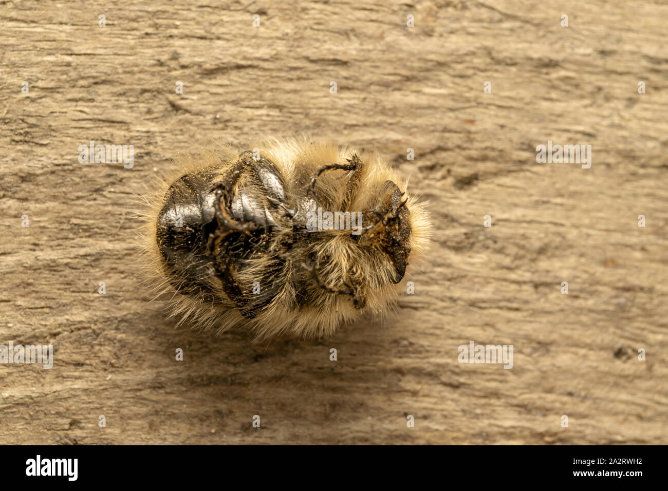 Weiß gefleckte Rosenkäfer (lat. Oxythyrea funesta) ist eine phytophagische Käferart, die zur Familie Cetoniidae, Unterfamilie Cetoniinae, gehört. Stockfoto