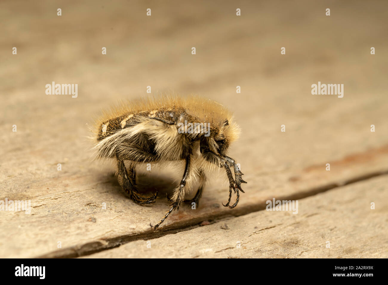 Weiß gefleckte Rosenkäfer (lat. Oxythyrea funesta) ist eine phytophagische Käferart, die zur Familie Cetoniidae, Unterfamilie Cetoniinae, gehört. Stockfoto