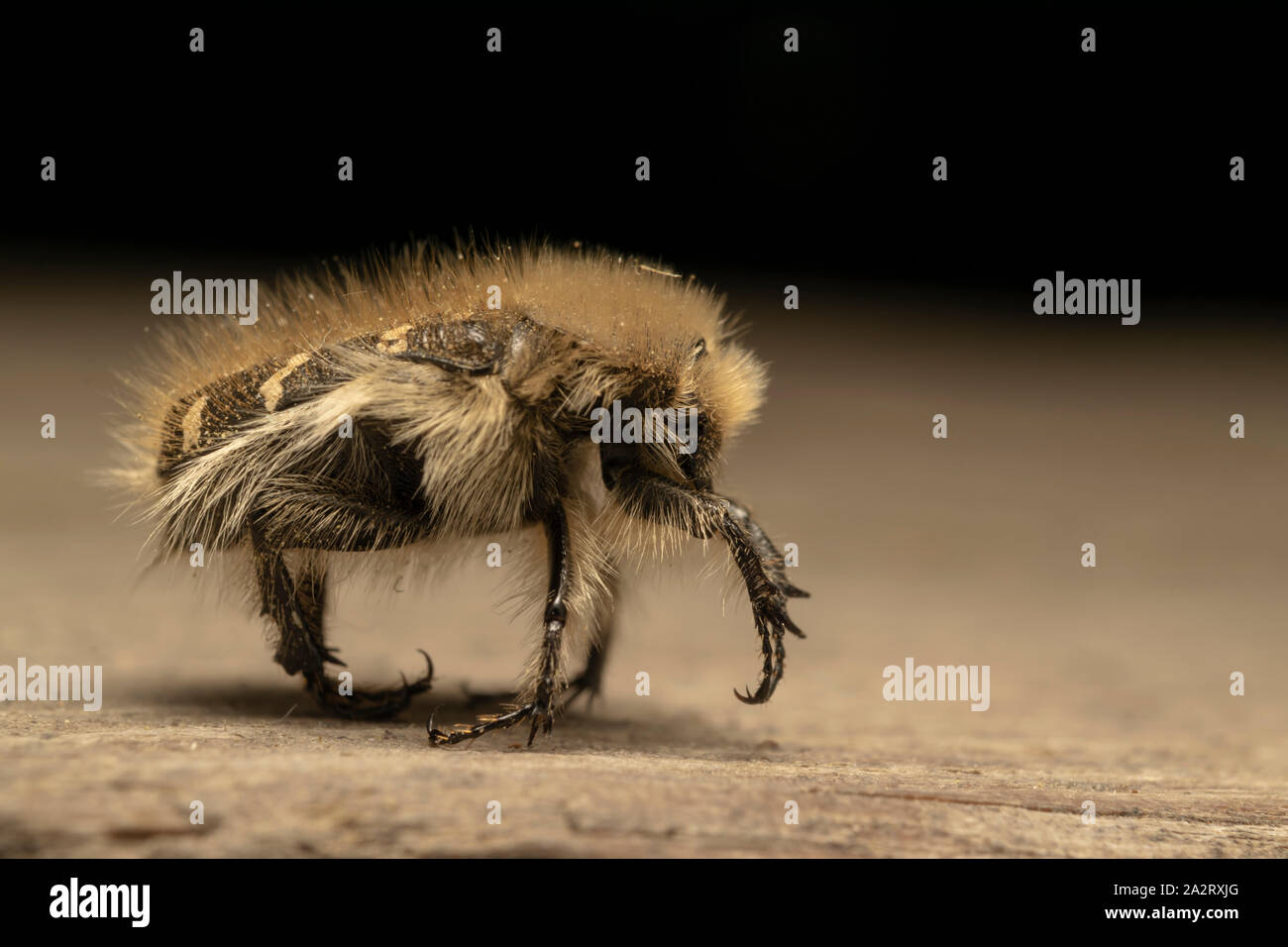Weiß gefleckte Rosenkäfer (lat. Oxythyrea funesta) ist eine phytophagische Käferart, die zur Familie Cetoniidae, Unterfamilie Cetoniinae, gehört. Stockfoto