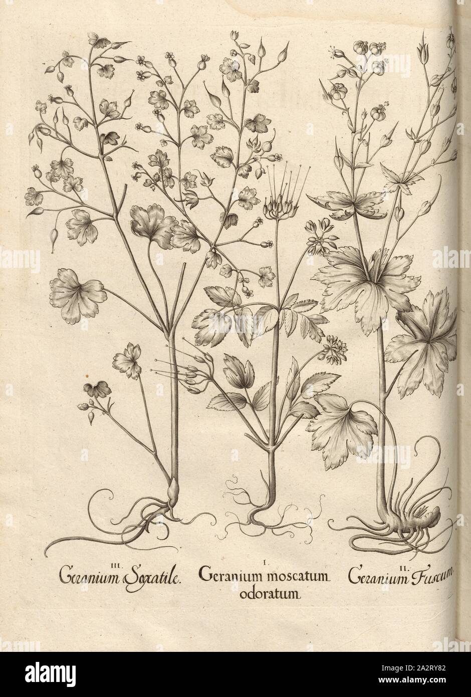 Fisch geranium Geranium Moscata Geruch geranium Fuscus, Geranien, Kupferstich, S. 60, Besler, Basilius; Jungermann, Ludwig, 1713, Basilius Besler: Hortus Eystettensis (...). Nürnberg, 1713 Stockfoto