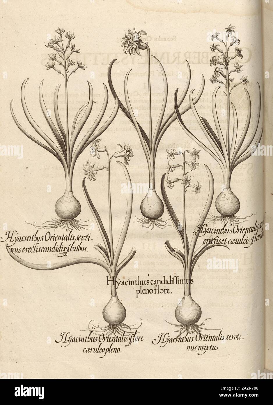 ... Hyacinthus, Hyazinthen, Kupferstich, S. 106, Besler, Basilius; Jungermann, Ludwig, 1713, Basilius Besler: Hortus Eystettensis (...). Nürnberg, 1713 Stockfoto