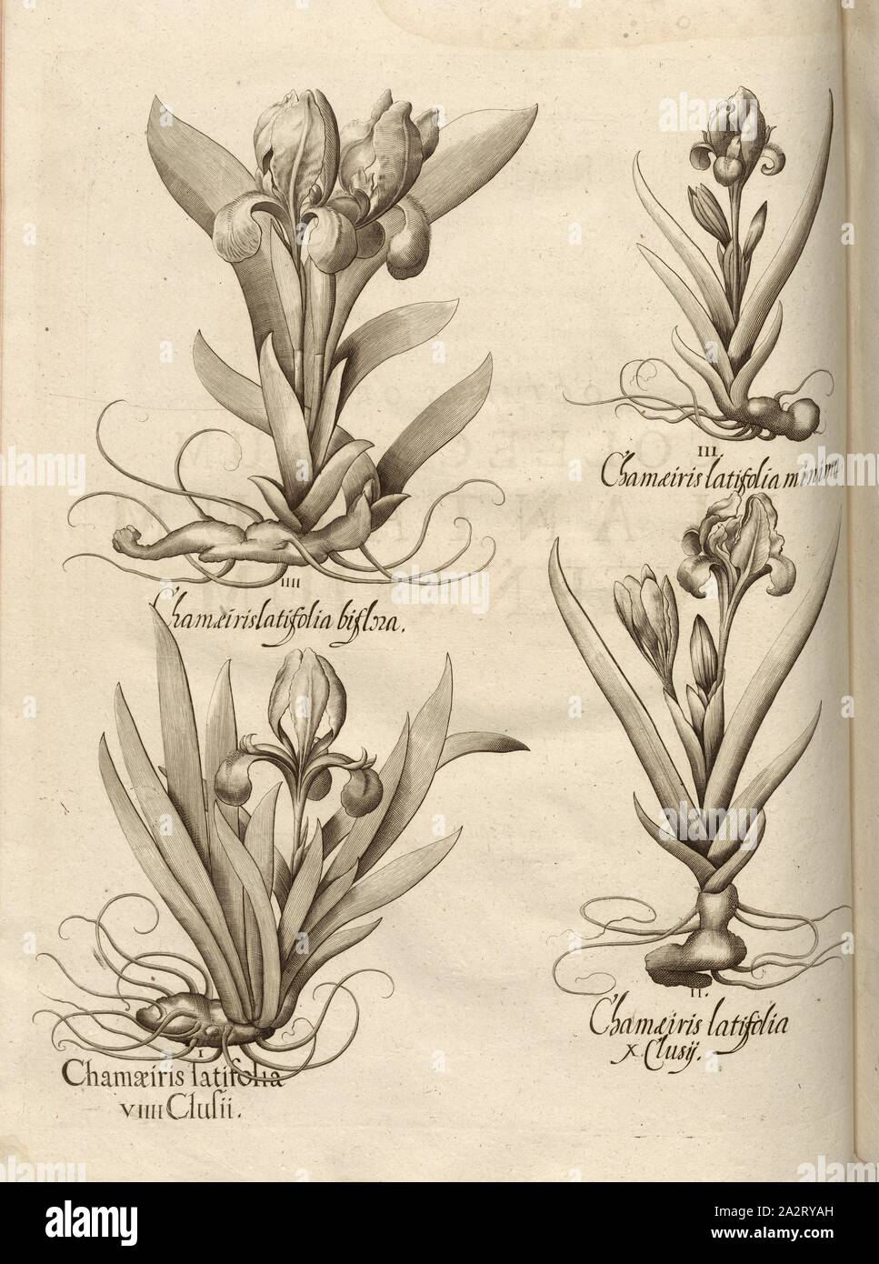 Chamaeiris..., Kupferstich, S. 260, Besler, Basilius; Jungermann, Ludwig, 1713, Basilius Besler: Hortus Eystettensis (...). Nürnberg, 1713 Stockfoto