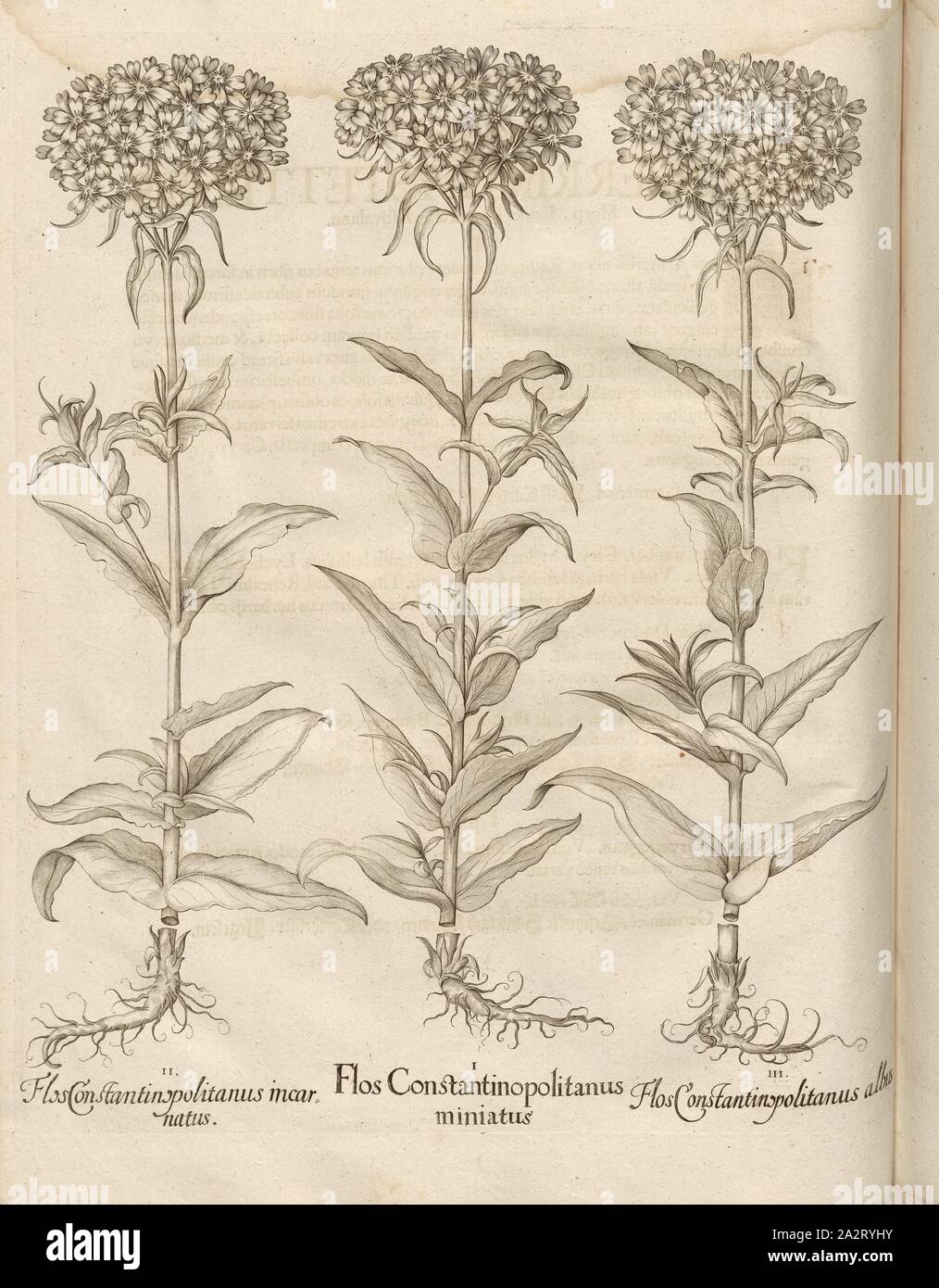 Konstantinopel flower power, Blume Konstantinopel ist beschädigt, weiße Blume Constantinopolitanus, Nelken, Kupferstich, S. 558, Besler, Basilius; Jungermann, Ludwig, 1713, Basilius Besler: Hortus Eystettensis (...). Nürnberg, 1713 Stockfoto