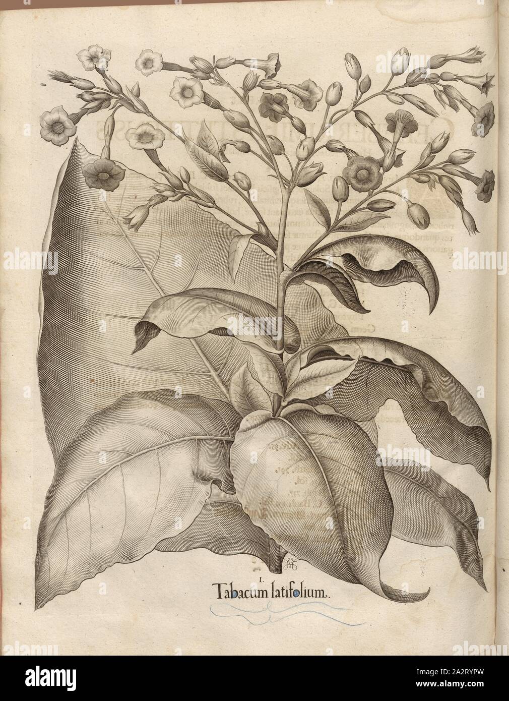 Firma latifolium, Tabak, Kupferstich, S. 760, Besler, Basilius; Jungermann, Ludwig, 1713, Basilius Besler: Hortus Eystettensis (...). Nürnberg, 1713 Stockfoto