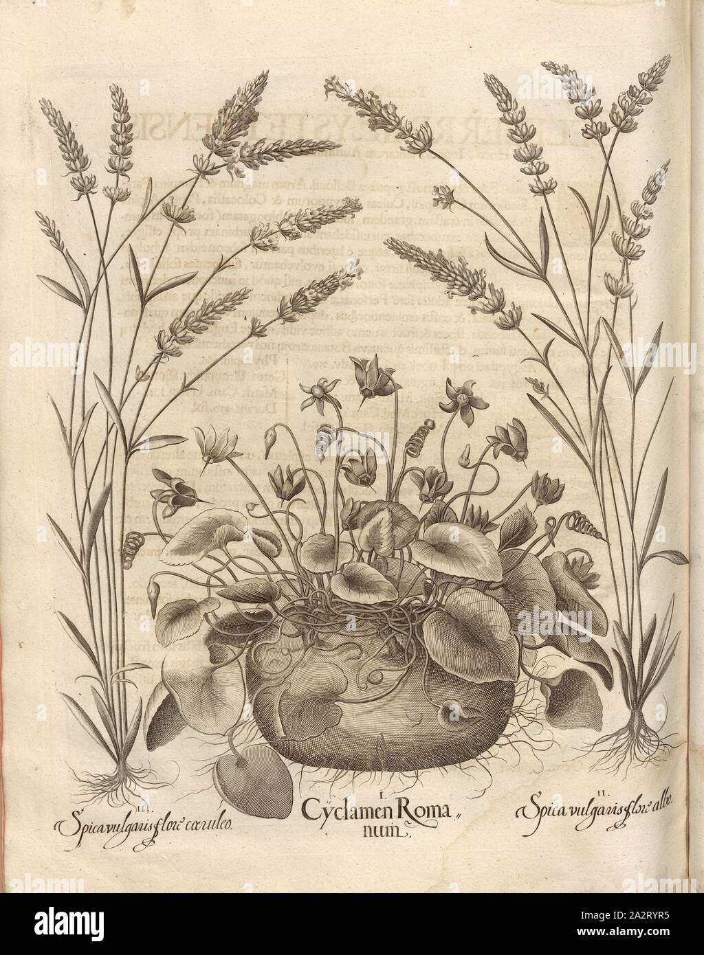 Der aehre gemeinsame Blume, Sky blue Farbe, der römischen Cyclamen, die Blume der normalen weißen Ein Ohr von Mais, Getreide, Violett, Kupferstich, S.776, Besler, Basilius; Jungermann, Ludwig, 1713, Basilius Besler: Hortus Eystettensis (...). Nürnberg, 1713 Stockfoto