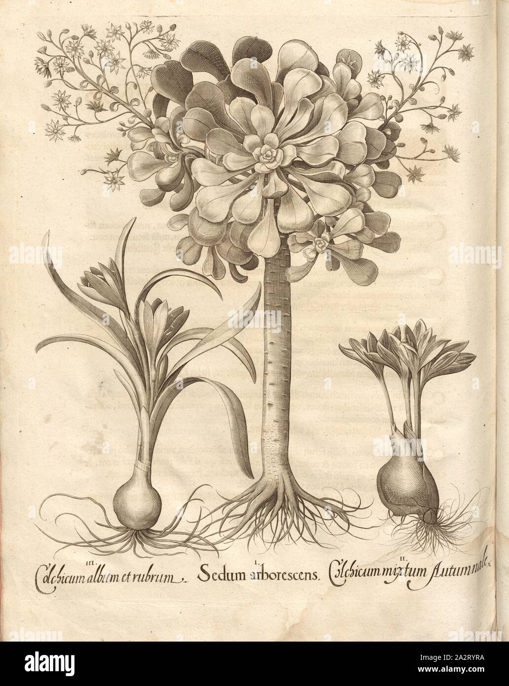 Tulipa weiß und rot, Sedum arborescens, Colchicum Mischung von Herbst, zeitlos, Fetthennen, Herbstzeitlosen, Kupferstich, S. 784, Besler, Basilius; Jungermann, Ludwig, 1713, Basilius Besler: Hortus Eystettensis (...). Nürnberg, 1713 Stockfoto