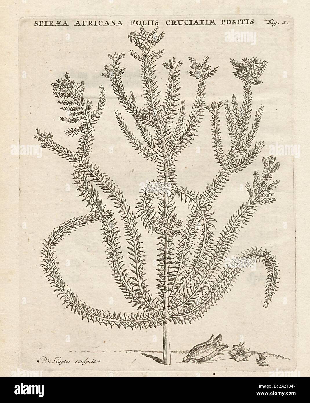 Afrikanische cruciatun legte die Blätter der Fabrikantenvilla, unterzeichnet: s. Sluyter Sculpsit, Abb. 1, S. 10, Sluyter, S. (sc.), 1706, Caspari Commelin... Horti Medici... World rariores et exoticae. Lugduni Batavorum: Apud Federicum Haringh, 1706 Stockfoto