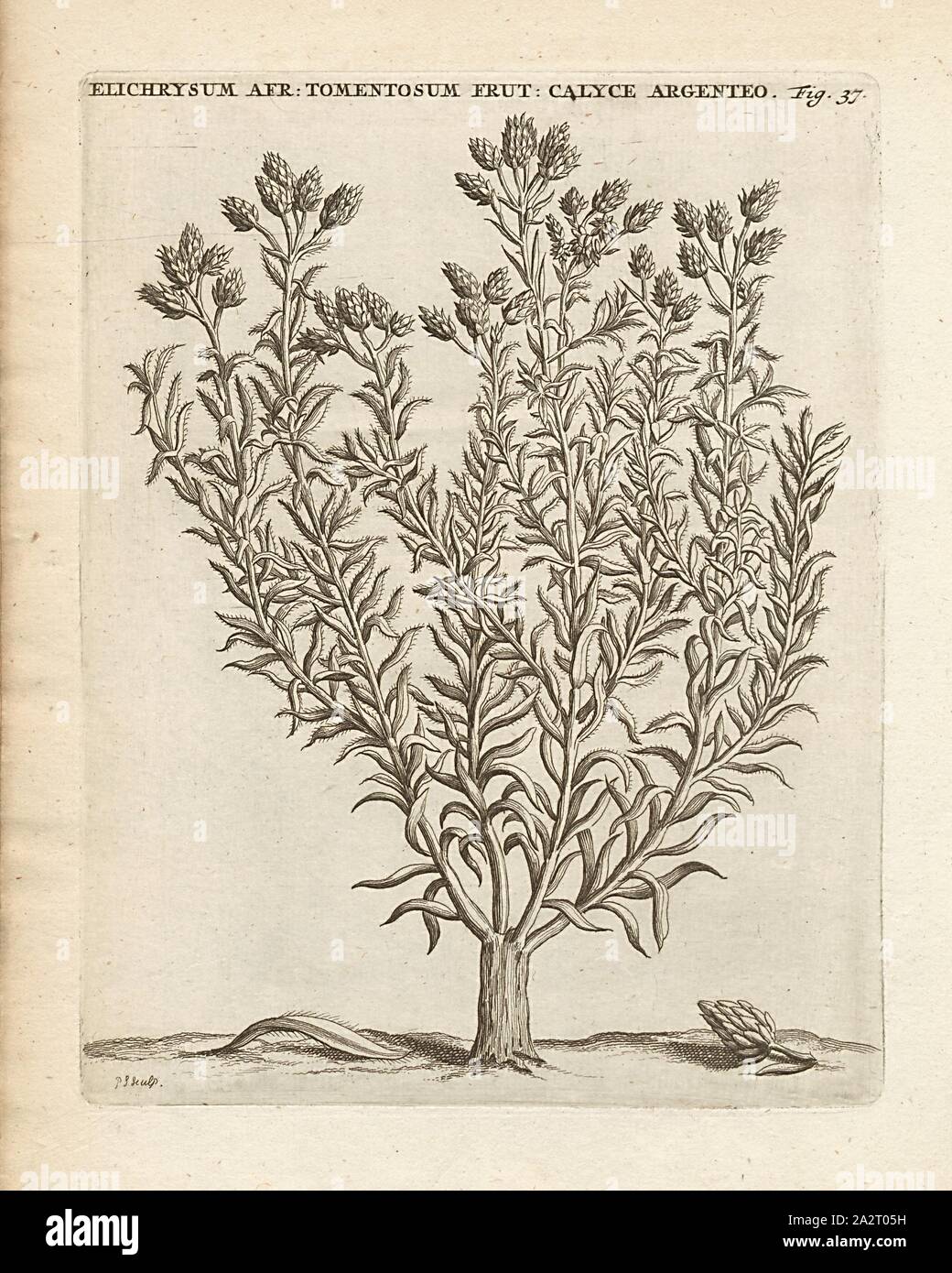 Elichrysum Afrikanischen tomentosum frutesccns Silber calvce, Helichrysum vgl. paniculatum L, unterzeichnet: P.S. (sculp.), Abb. 37, S. 36, S. 118, Sluyter, S. (sc.), 1706, Caspari Commelin... Horti Medici... World rariores et exoticae. Lugduni Batavorum: Apud Federicum Haringh, 1706 Stockfoto