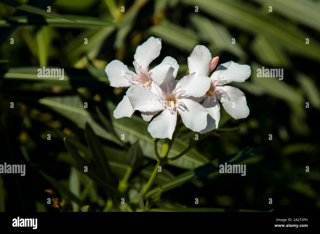 Weißer Oleander blühen Blumen und grüne Blätter Stockfoto