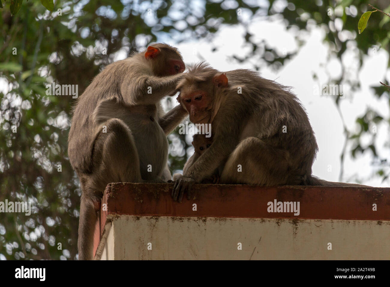 Zwei Affen auf einem Dach, einer Reinigung des anderen Fell und Haut Parasiten Essen, einem kühlen und hält seine Affenbaby in einem Tempel in Tiruvannamal Stockfoto