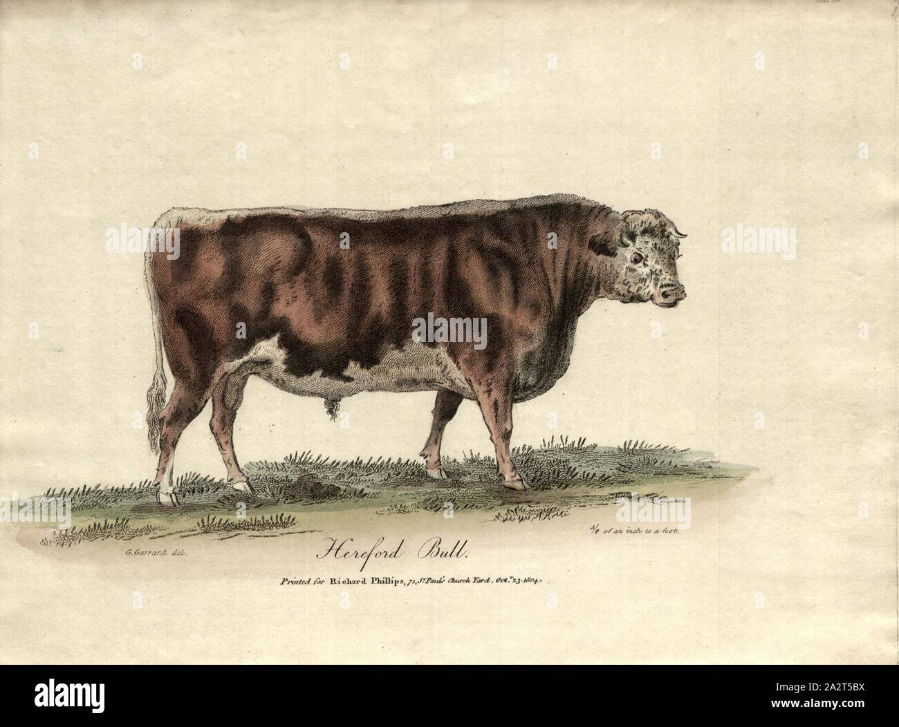 Hereford Bull, Hereford Rind, unterzeichnet: G. Garrard del, Frontispiz, Garrard, George (Del.), R.W. Dickson: die praktische Landwirtschaft, oder ein komplettes System der modernen Tierhaltung: Mit den Methoden der Anpflanzung, und die Verwaltung der Live Stock. Bd. 1, Bl. 1. London: gedruckt für Richard Phillips; von R. Taylor und Co., 1805 Stockfoto