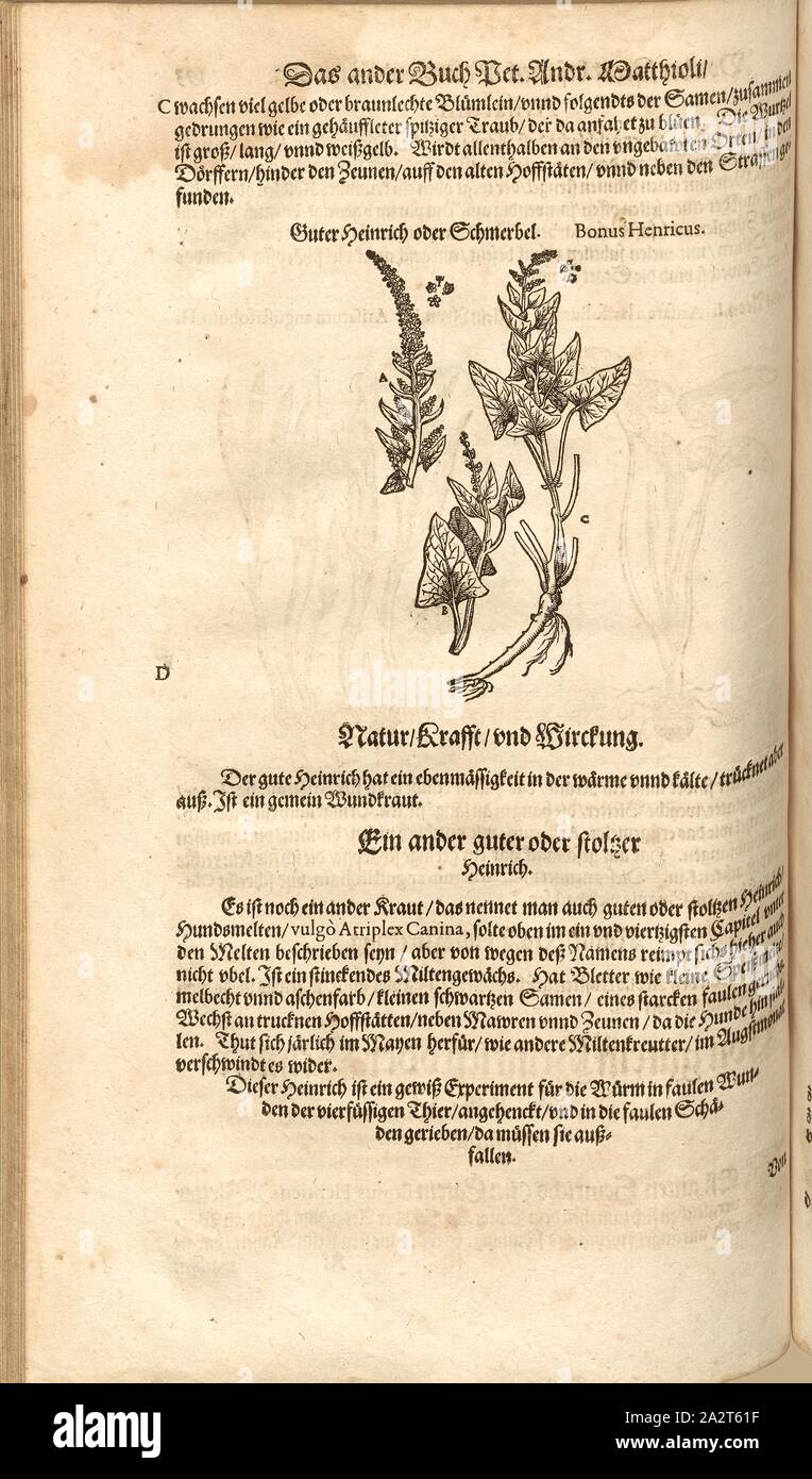 Bonus Henricus, Guter Heinrich oder Schmerbel, Fol. 193 v, 1590, Pietro Andrea Mattioli, Joachim Camerarius: Kreuterbuch desz unnd weitberühmten hochgelehrten Herrn D. Petri Andreae Matthioli. Franckfort bin Mayn: [Feyrabendt], 1590 Stockfoto