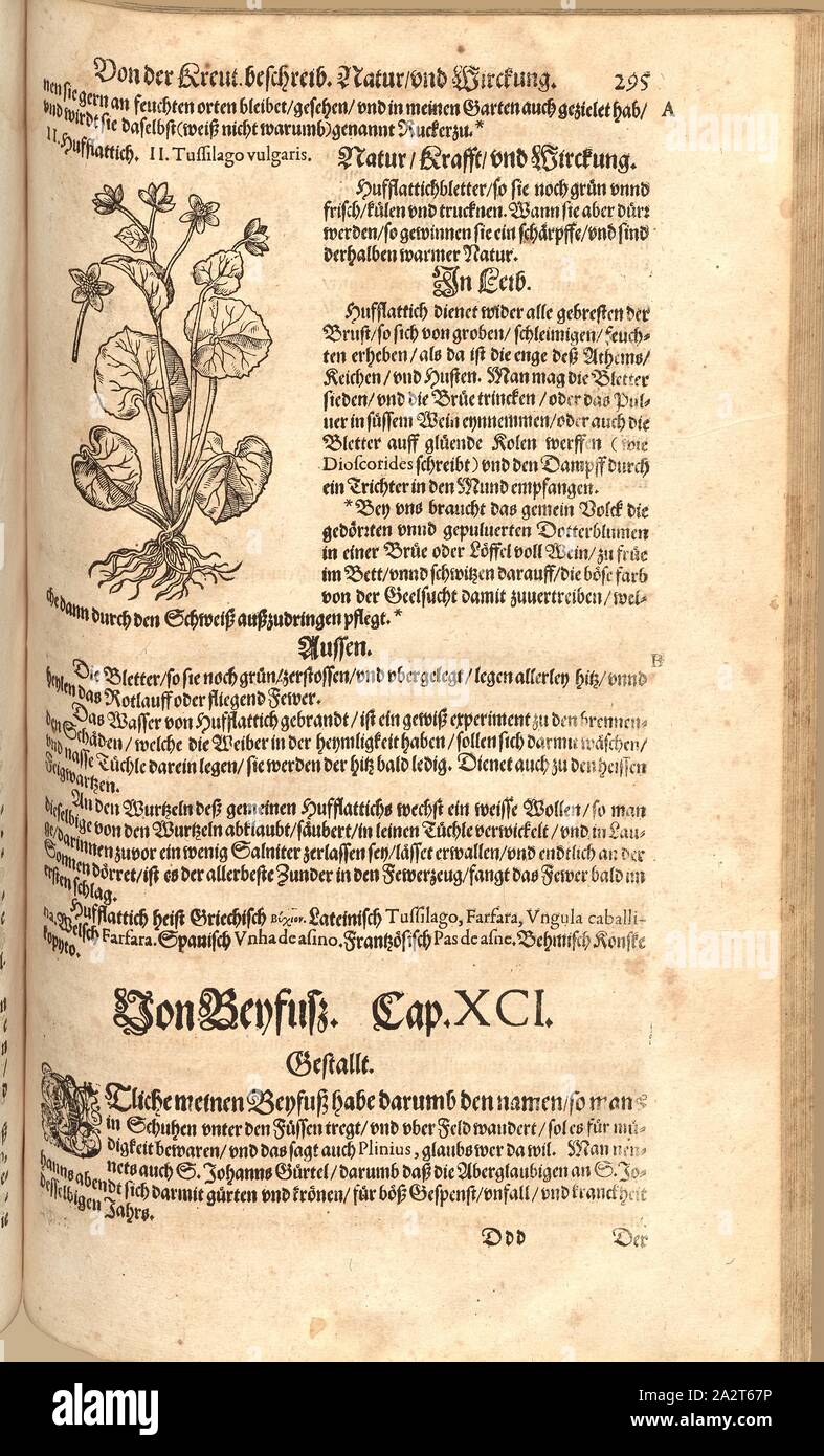 Tussilago vulgaris, schmollend Bat, Fol. 295 r, 1590, Pietro Andrea Mattioli, Joachim Camerarius: Kreuterbuch desz unnd weitberühmten hochgelehrten Herrn D. Petri Andreae Matthioli. Franckfort bin Mayn: [Feyrabendt], 1590 Stockfoto