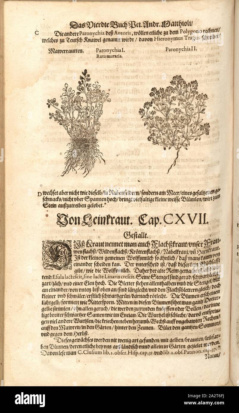 Mawerrautten Fotos und Bildmaterial in hoher Auflösung Alamy