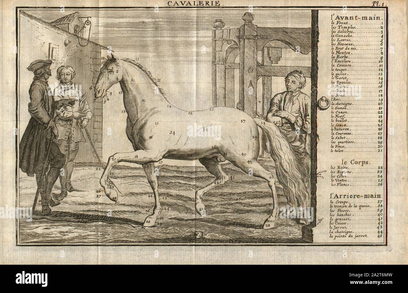 Ichter, Körperbau eines Pferdes, Kupferstich, PL. 1, S. 427, 1742, Francois Robichon de La Guerinière: Manuel de Cavalerie, où l'on Enseigne d'une manière Courte & facile La conoissance du Cheval, l'Embouchure, La ferrure, la selle & C., La manière de Dresser Les Chevaux [...]. A La Haye: Chez Jean Van Duren, [1742 Stockfoto