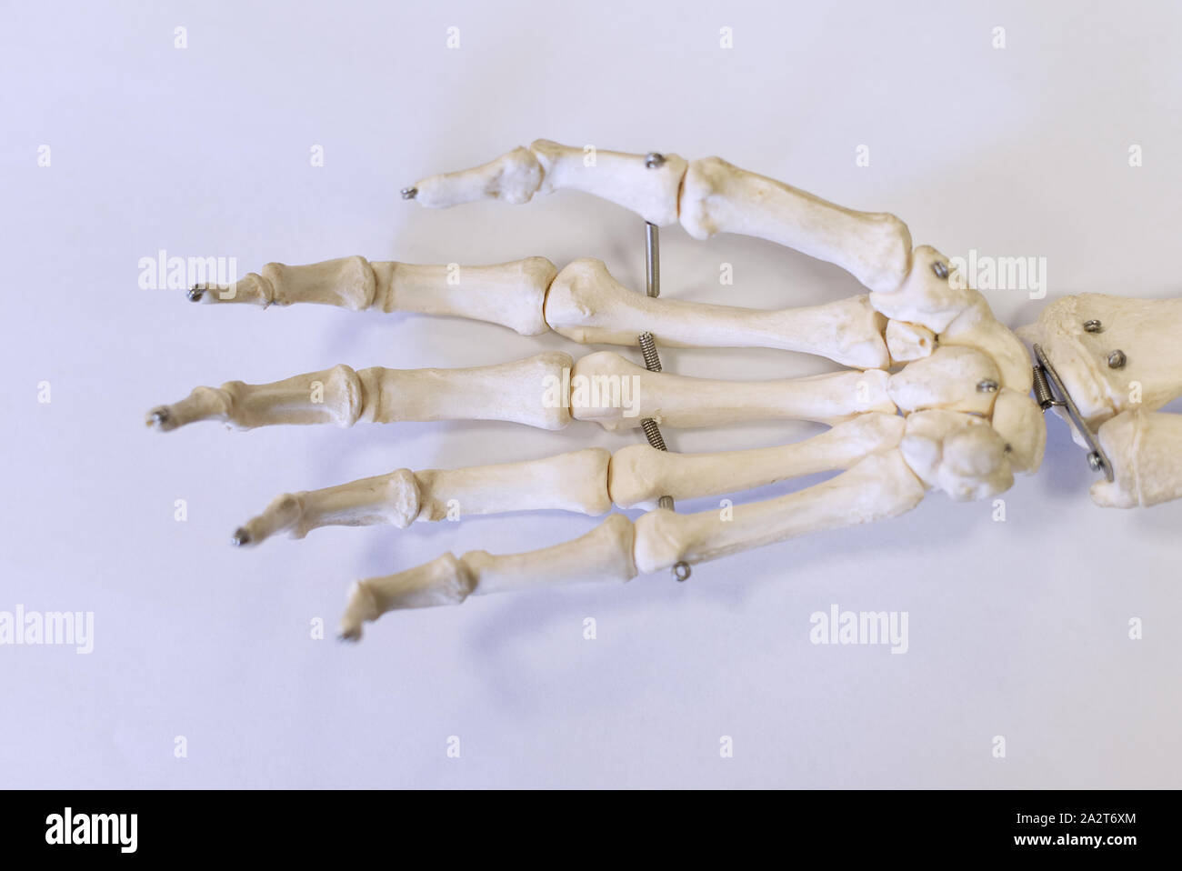 Knochen in der Hand eines Modell Skelett. Medizinisches Konzept Stockfoto