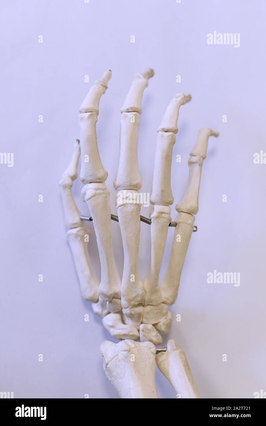 Knochen in der Hand eines Modell Skelett. Medizinisches Konzept Stockfoto