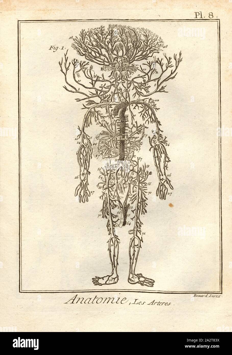 Anatomie, die Arterien, Arterien, unterzeichnet: Benard direx, PL. 8 nach S. 48, Benard (dir.), 1778, Denis Diderot; M. d'Alembert: Encyclopédie, ou Wörterbuch raisonné des Sciences, des Arts et des métierss, des Arts et des métiers. Genève: chez Pellet, MDCCLXXVIII [1778 Stockfoto