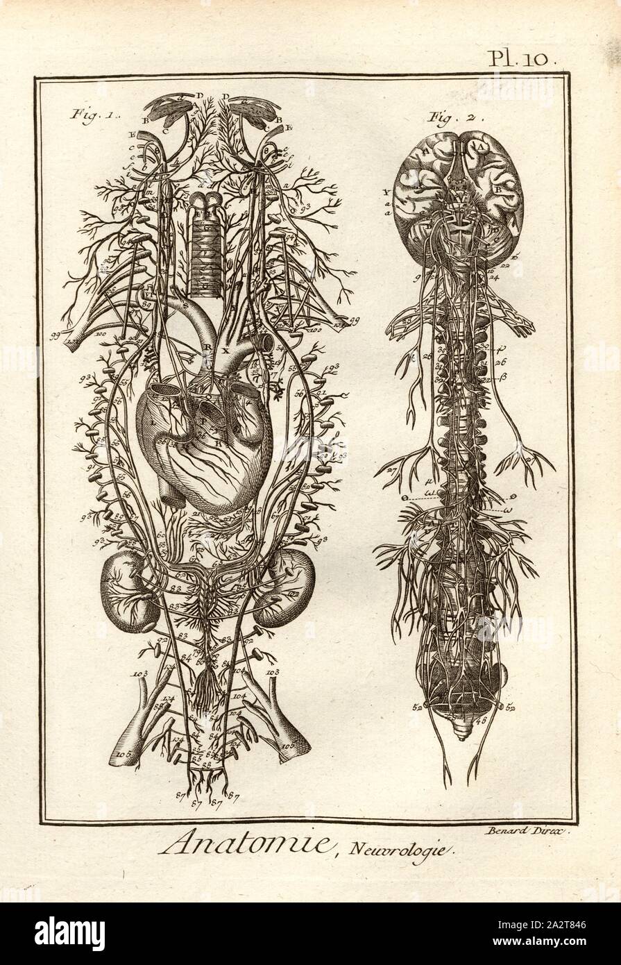 Anatomie, Neurologie, Nerven, unterzeichnet: Benard direx, PL. 10 Nach S. 48, Benard (dir.), 1778, Denis Diderot; M. d'Alembert: Encyclopédie, ou Wörterbuch raisonné des Sciences, des Arts et des métierss, des Arts et des métiers. Genève: chez Pellet, MDCCLXXVIII [1778 Stockfoto