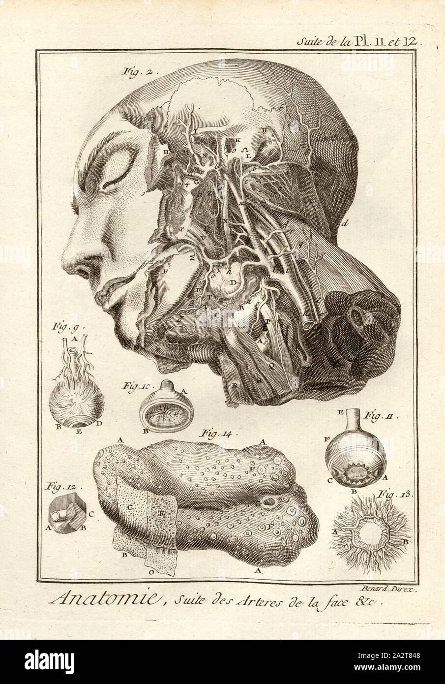 Anatomie, Suite des Arteres de la Face & C., Arterien, unterzeichnet: Benard direx, Suite de la pl. 11 et 12, nach S. 48, Benard (dir.), 1778, Denis Diderot; M. d'Alembert: Encyclopédie, ou Wörterbuch raisonné des Sciences, des Arts et des métierss, des Arts et des métiers. Genève: chez Pellet, MDCCLXXVIII [1778 Stockfoto