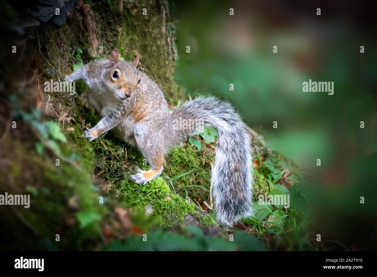 Eichhörnchen auf einem Baumstamm überrascht Stockfoto