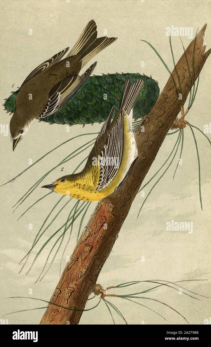 Kiefer - schleichende Wood-Warbler - gelbe Kiefer Pinus variabilis, Pine Warbler (Dendroica Pinus, Sylvicola Pinus), Kiefer, unterzeichnet: J.J. Audubon, J.T. Bowen, Lithographie, PL. 82 (vol. 2), Audubon, John James (gezeichnet); Bowen, J.T. (Lith.), 1856, John James Audubon: Die Vögel von Amerika: von Zeichnungen in den Vereinigten Staaten und in ihrem Hoheitsgebiet hergestellt. New York: Audubon, 1856 Stockfoto