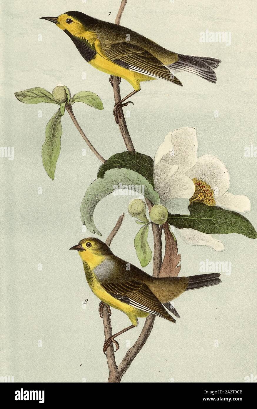 Die Bachman Swamp Warbler - Gordonia pubescens, Gelb-fronted Warbler (Vermivora bachmanii, Helinaia bachmanii), Franklinie (Franklinia alatamaha), unterzeichnet: J.J. Audubon, J.T. Bowen, Lithographie, PL. 108 (Vol. 2), Audubon, John James (gezeichnet); Bowen, J.T. (Lith.), 1856, John James Audubon: Die Vögel von Amerika: von Zeichnungen in den Vereinigten Staaten und in ihrem Hoheitsgebiet hergestellt. New York: Audubon, 1856 Stockfoto