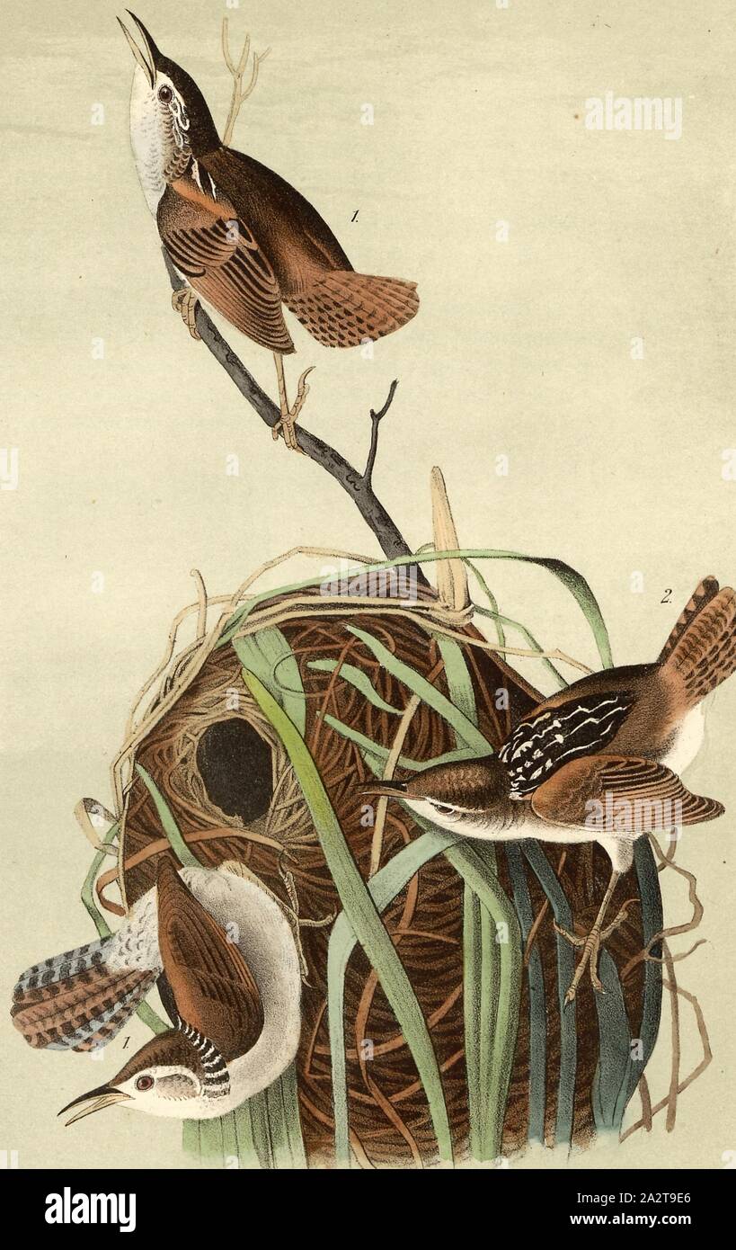 Marsh Wren, Sumpf Zaunkönig (Troglodytes, Cistothorus palustris palustris), unterzeichnet: J.J. Audubon, J.T. Bowen, Lithographie, PL. 123 (Vol. 2), Audubon, John James (gezeichnet); Bowen, J.T. (Lith.), 1856, John James Audubon: Die Vögel von Amerika: von Zeichnungen in den Vereinigten Staaten und in ihrem Hoheitsgebiet hergestellt. New York: Audubon, 1856 Stockfoto