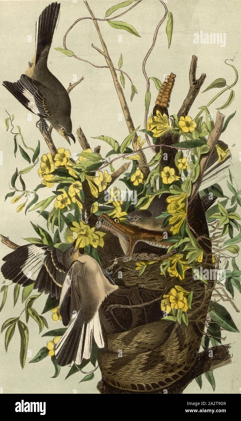 Gemeinsame Mocking Bird-Florida Sessamine, Gelseminum niditum, Mockingbird (Mimus polyglottos, Orpheus polyglottus), Carolina Jasmin (Gelsemium sempervirens), unterzeichnet: J.J. Audubon, J.T. Bowen, Lithographie, PL. 138 (Vol. 2), Audubon, John James (gezeichnet); Bowen, J.T. (Lith.), 1856, John James Audubon: Die Vögel von Amerika: von Zeichnungen in den Vereinigten Staaten und in ihrem Hoheitsgebiet hergestellt. New York: Audubon, 1856 Stockfoto