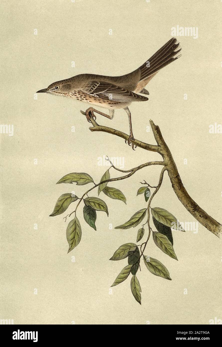 Berg Mocking Bird, Mockingbird (Orpheus montanus), unterzeichnet: J.J. Audubon, J.T. Bowen, Lithographie, PL. 139 (Vol. 2), Audubon, John James (gezeichnet); Bowen, J.T. (Lith.), 1856, John James Audubon: Die Vögel von Amerika: von Zeichnungen in den Vereinigten Staaten und in ihrem Hoheitsgebiet hergestellt. New York: Audubon, 1856 Stockfoto