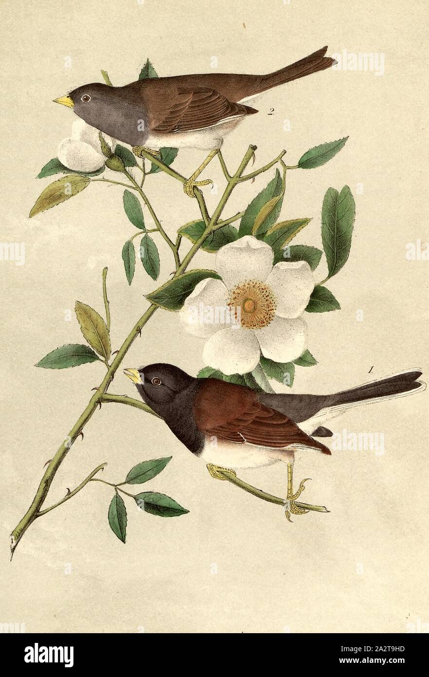 Oregon Snow-Bird-Rosa Laevigata, Oregon Junko (Junco hyemalis, oreganus Niphaea oregona), Cherokee Rose, unterzeichnet: J.J. Audubon, J.T. Bowen, Lithographie, PL. 168 (Vol. 3), Audubon, John James (gezeichnet); Bowen, J.T. (Lith.), 1856, John James Audubon: Die Vögel von Amerika: von Zeichnungen in den Vereinigten Staaten und in ihrem Hoheitsgebiet hergestellt. New York: Audubon, 1856 Stockfoto