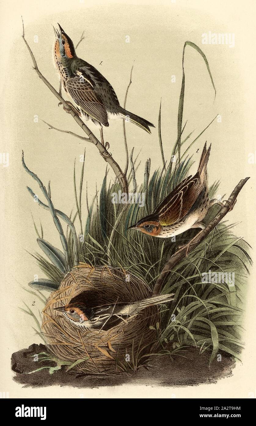 Scharfe-tailed Fink, Cuspidae (Ammodramus caudacutus), unterzeichnet: J.J. Audubon, J.T. Bowen, Lithographie, PL. 174 (Vol. 3), Audubon, John James (gezeichnet); Bowen, J.T. (Lith.), 1856, John James Audubon: Die Vögel von Amerika: von Zeichnungen in den Vereinigten Staaten und in ihrem Hoheitsgebiet hergestellt. New York: Audubon, 1856 Stockfoto