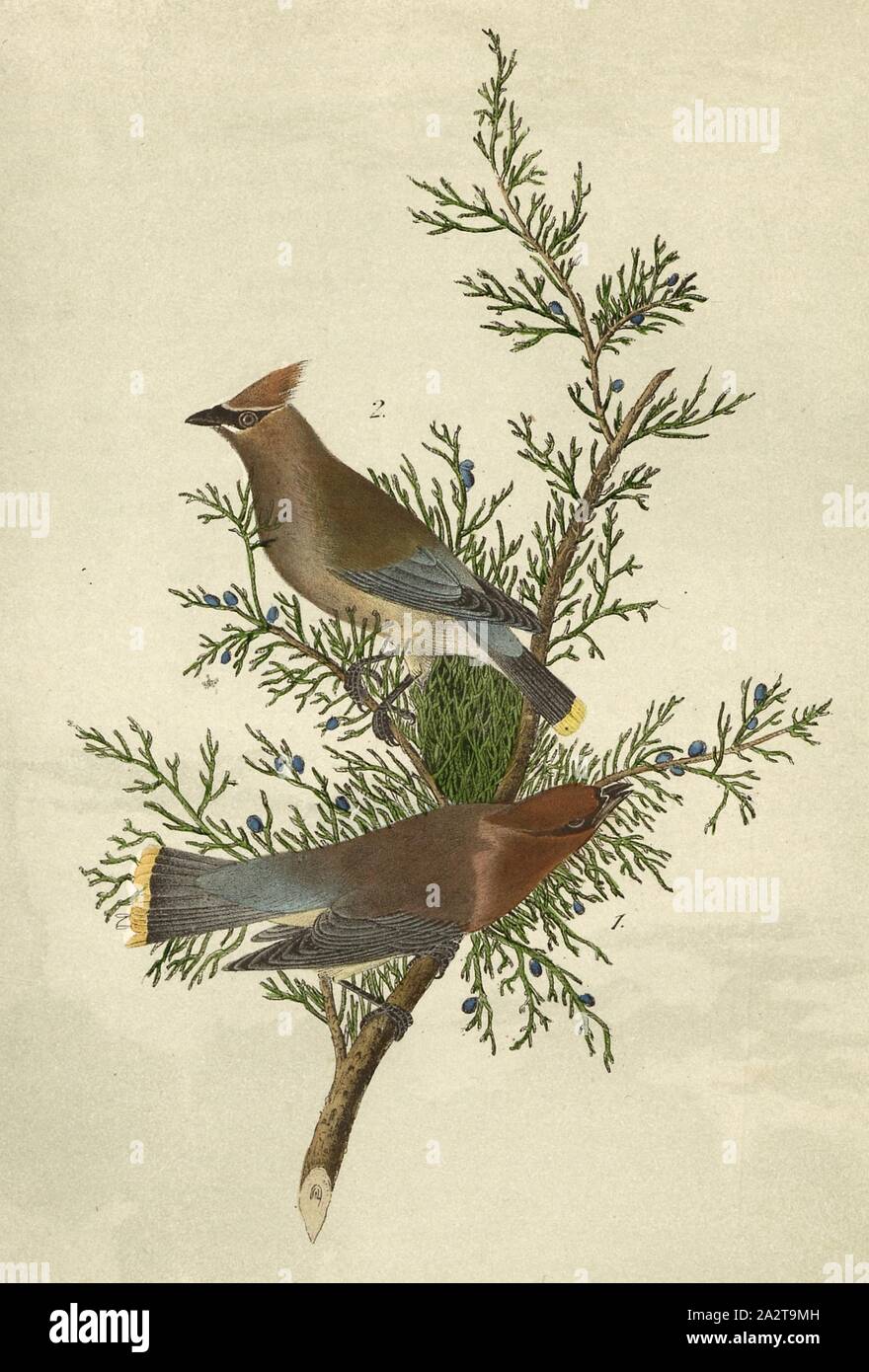 Cedarbird oder Zeder Wachs - Flügel - rote Zeder, Eurasischen Wyvern (Bombycilla), Jungfrau Wacholderbeeren (Juniperus virginiana), unterzeichnet: J.J. Audubon, J.T. Bowen, Lithographie, PL. 246 (Vol. 4), Audubon, John James (gezeichnet); Bowen, J.T. (Lith.), 1856, John James Audubon: Die Vögel von Amerika: von Zeichnungen in den Vereinigten Staaten und in ihrem Hoheitsgebiet hergestellt. New York: Audubon, 1856 Stockfoto