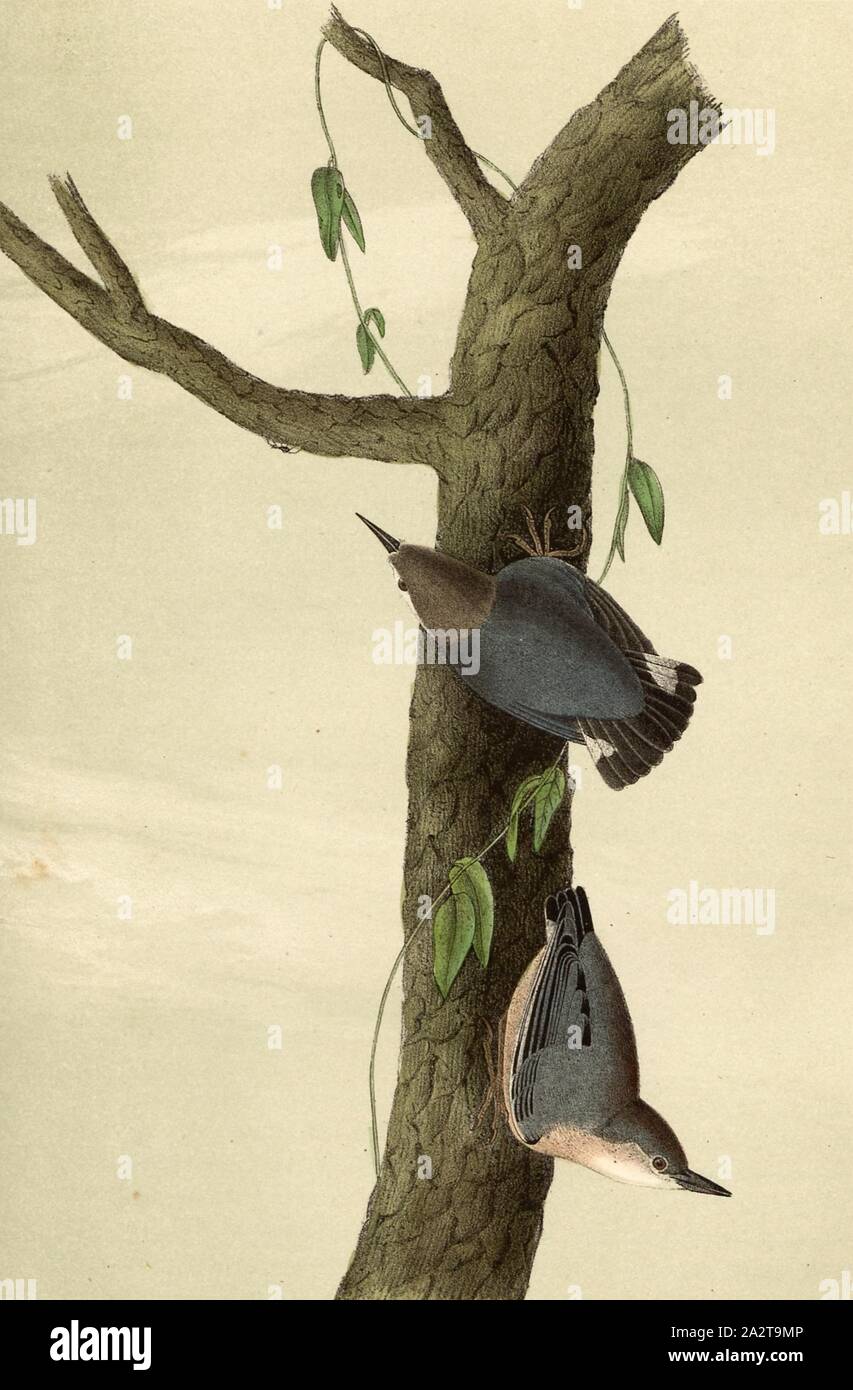 Kalifornische Kleiber, Zwerg Kleiber (Sitta pygmaea), unterzeichnet: J.J. Audubon, J.T. Bowen, Lithographie, PL. 250 (Vol. 4), Audubon, John James (gezeichnet); Bowen, J.T. (Lith.), 1856, John James Audubon: Die Vögel von Amerika: von Zeichnungen in den Vereinigten Staaten und in ihrem Hoheitsgebiet hergestellt. New York: Audubon, 1856 Stockfoto