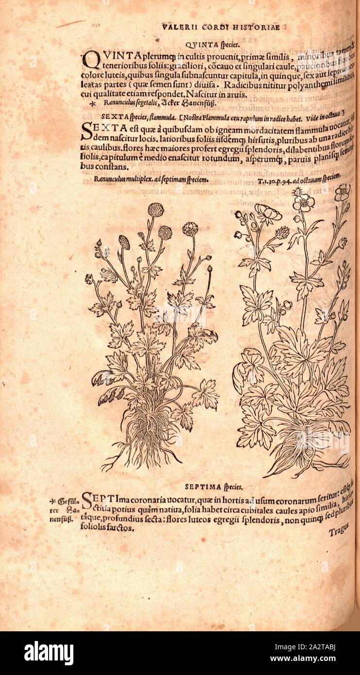 Ranunculus Multiplex, Ranunkeln, Abbildung von zwei buttercup Füße aus dem 16. Jahrhundert, Abb. 65, S. 120 v, 1561, Valerius Cordus, Konrad Gessner, Benedictus Aretius, pedanius Dioscorides: In hoc volumine continentur Valerii Cordi Simesusii annotationes in Pedacii Dioscoridis Anazarbei de Medica materia libros V. [...]. Argentorati: excudebat Josias Rihelius 1561 Stockfoto