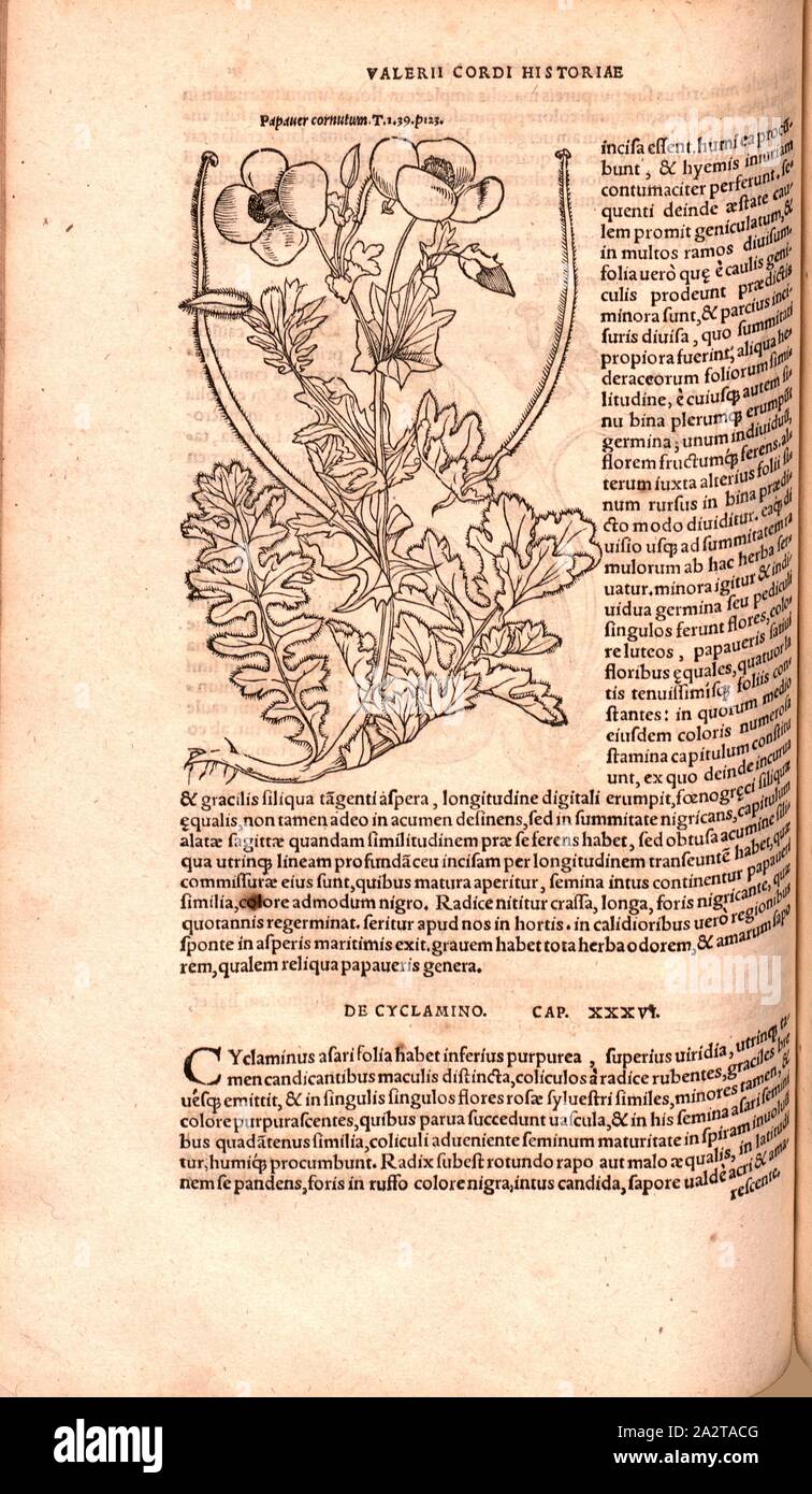 Papaver cornutum, Abbildung eines Poppy aus dem 16. Jahrhundert, Abb. 86, S. 131 v, 1561, Valerius Cordus, Konrad Gessner, Benedictus Aretius, pedanius Dioscorides: In hoc volumine continentur Valerii Cordi Simesusii annotationes in Pedacii Dioscoridis Anazarbei de Medica materia libros V. [...]. Argentorati: excudebat Josias Rihelius 1561 Stockfoto