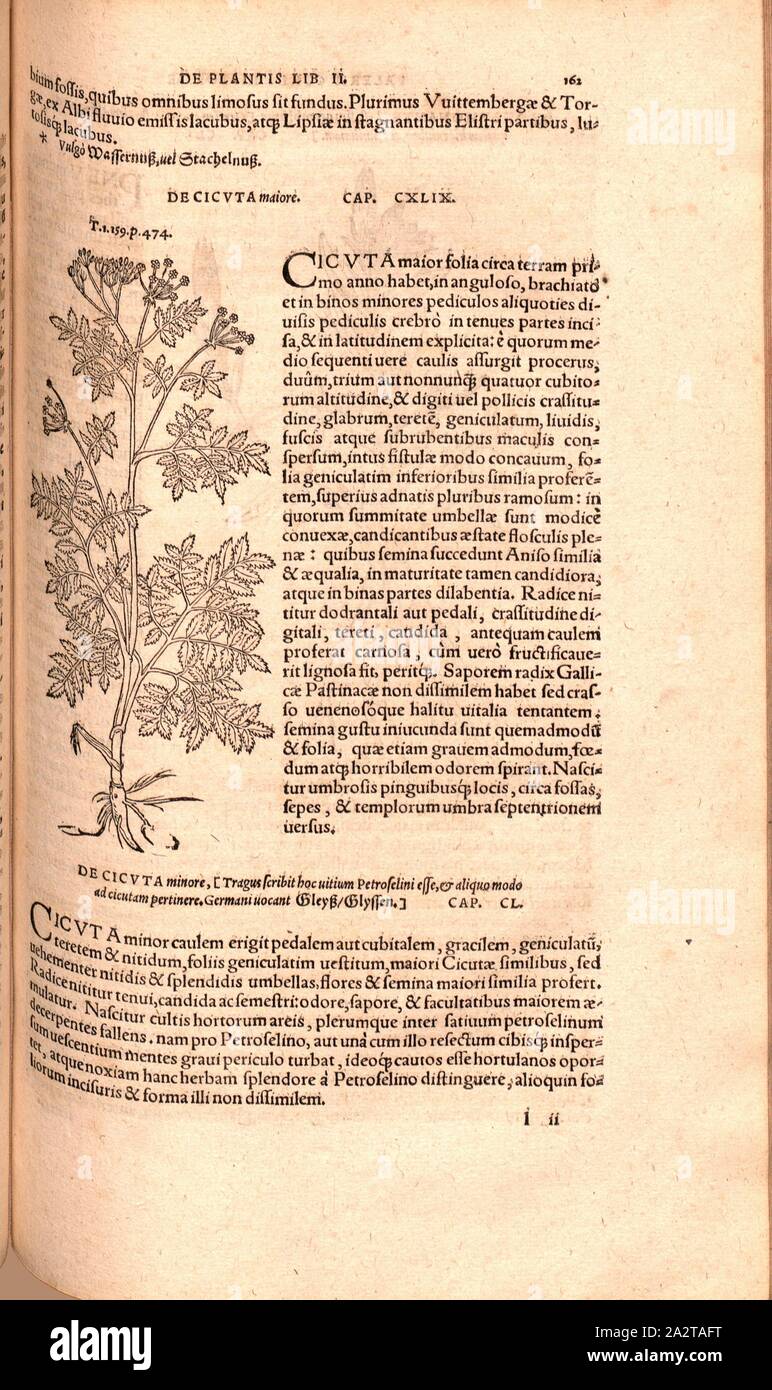 Mehr Schierling, Abbildung eines aus dem 16. Jahrhundert Tyrann, Abb. 138, S. 162 r, 1561, Valerius Cordus, Konrad Gessner, Benedictus Aretius, pedanius Dioscorides: In hoc volumine continentur Valerii Cordi Simesusii annotationes in Pedacii Dioscoridis Anazarbei de Medica materia libros V. [...]. Argentorati: excudebat Josias Rihelius 1561 Stockfoto