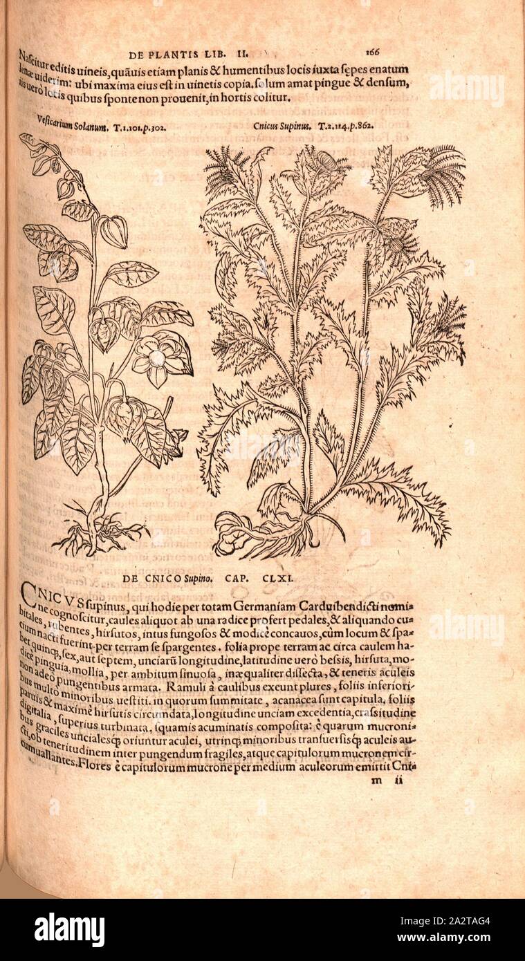 Vesicarium Solanum, Cnieus Supinus, Abbildung von zwei Pflanzen aus dem