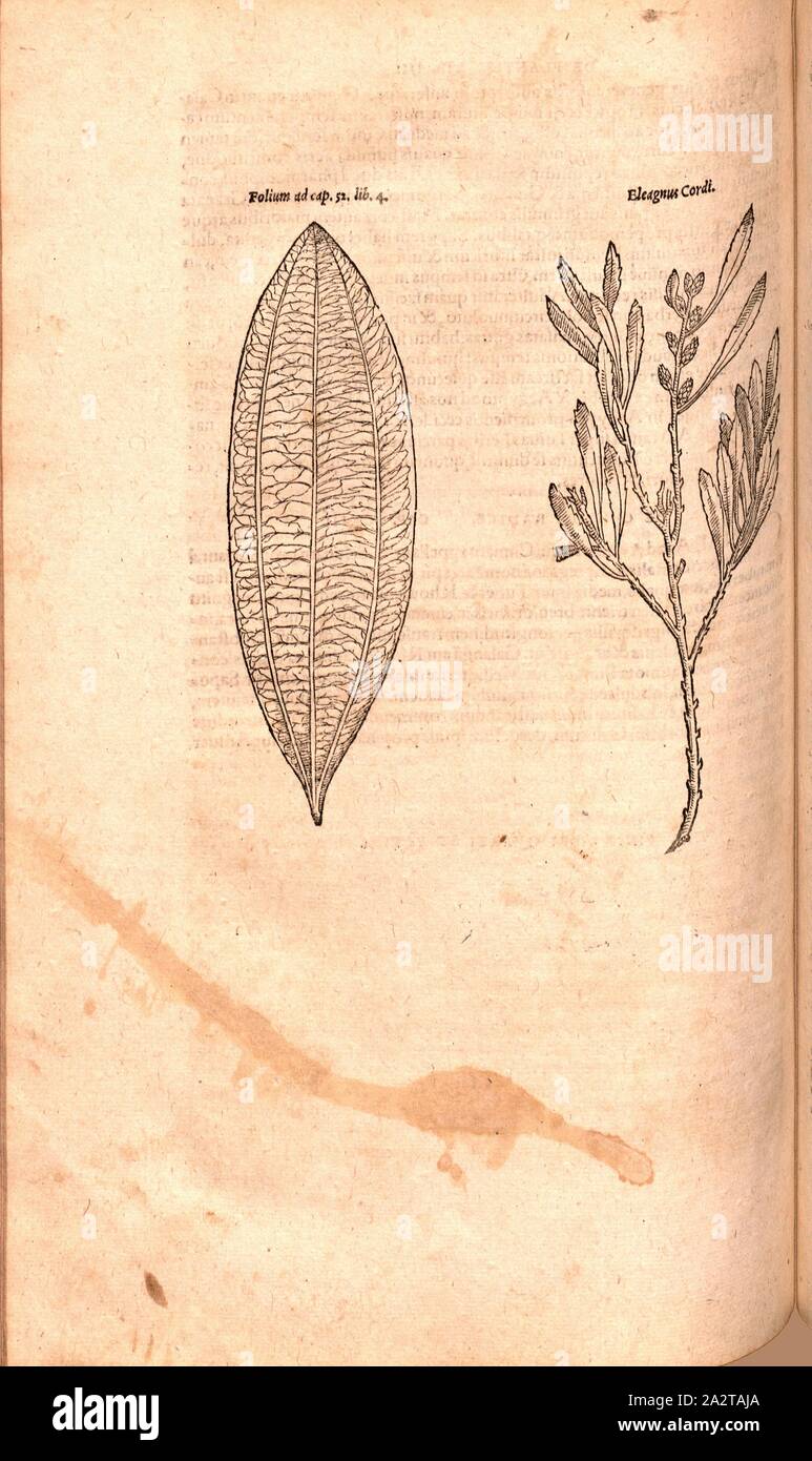 Blatt, Eleagnus Herz, Abbildung: ein Blatt und eine Pflanze namens Eleagnus Cordi aus dem 16. Jahrhundert, Abb. 202, S. 213 v, 1561, Valerius Cordus, Konrad Gessner, Benedictus Aretius, pedanius Dioscorides: In hoc volumine continentur Valerii Cordi Simesusii annotationes in Pedacii Dioscoridis Anazarbei de Medica materia libros V. [...]. Argentorati: excudebat Josias Rihelius 1561 Stockfoto