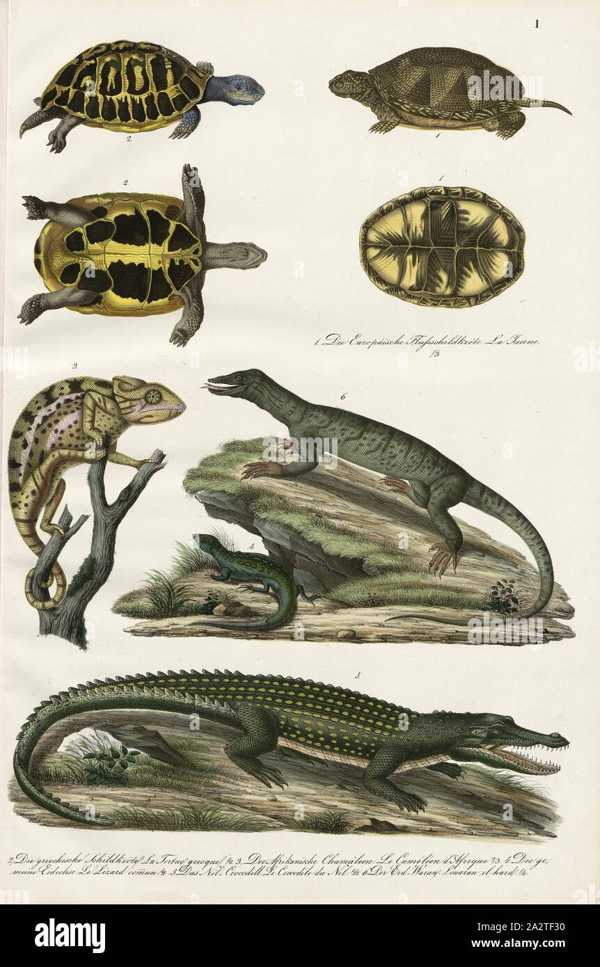 Amphibien und Reptilien: Schildkröten, Schildkröten, Chamäleons, Echsen, Krokodile, Warane, 1. Die Europäische Fluss Schildkröte, 2. Die griechische Schildkröte, 3. Die Afrikanische Chamäleon, 4. Die gemeinsame Eidechse, 5. Der Nil Crocodill, 6. Die Erde Waran, Taf. Ich, Heinrich Rudolf Schinz: Abbildungen aus der Naturgeschichte. Zürich: Schulthess, Friedrich [1824 Stockfoto