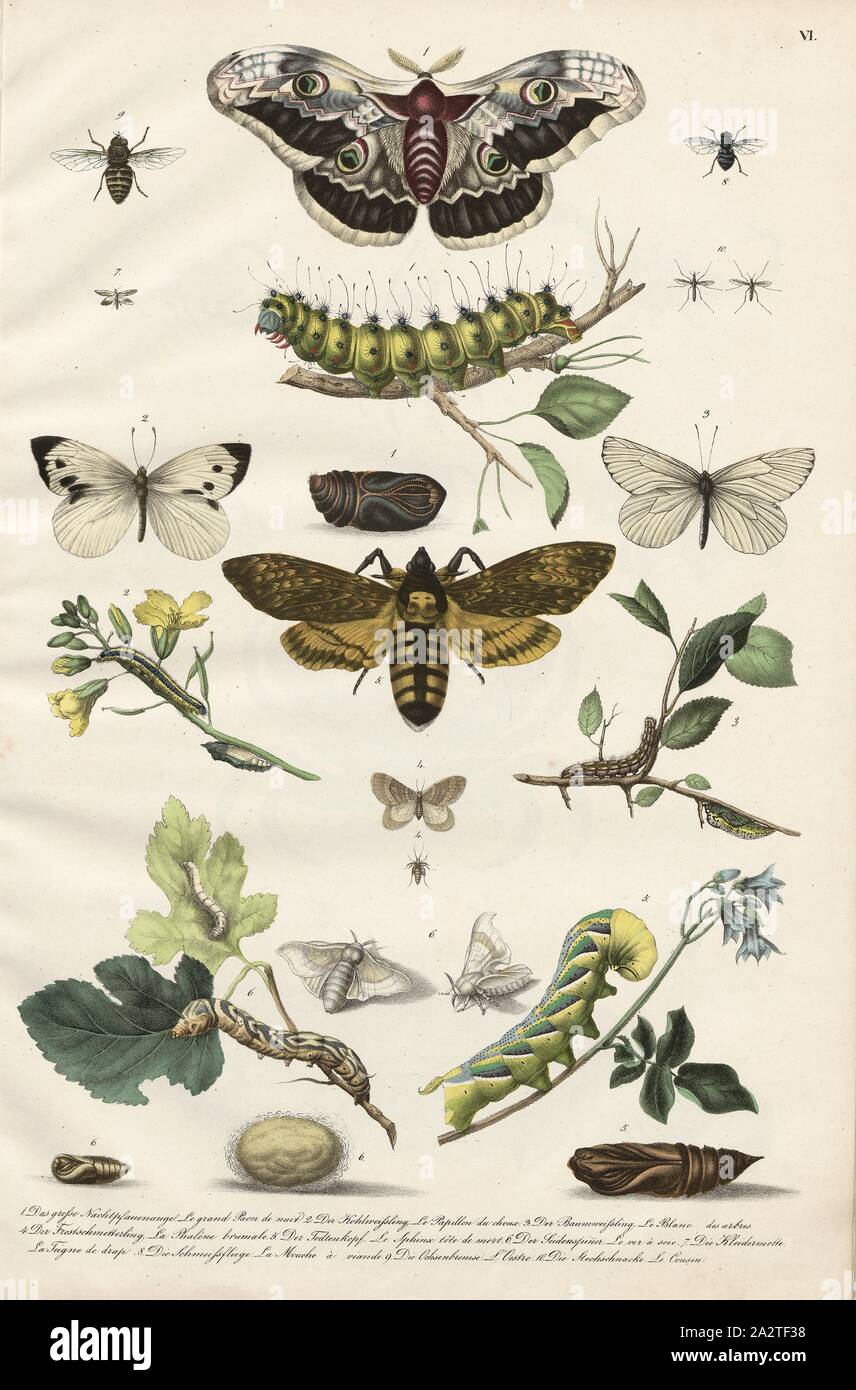 Schmetterlinge und Raupen, verschiedene Arten von Schmetterlingen, Taf. VI, Heinrich Rudolf Schinz: Abbildungen aus der Naturgeschichte. Zürich: Schulthess, Friedrich [1824 Stockfoto