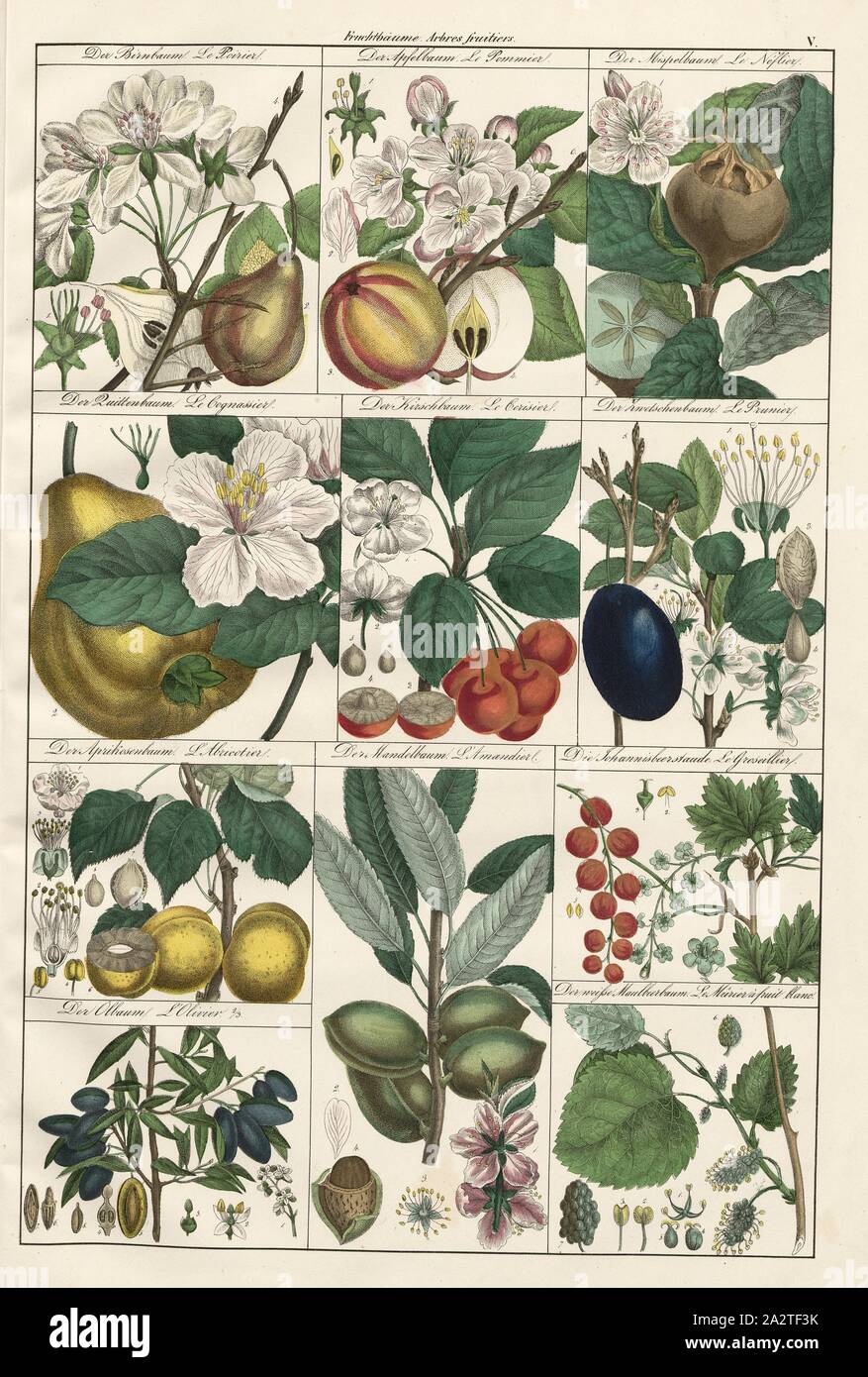 Obstbäume 1, Birnbaum, Apfelbaum, Mispeln, Quitten, Kirsche, Pflaume, Aprikose Baum, Mandelbaum, Johannisbeere Bush, Olive Tree, Maulbeerbaum, PL. V, Heinrich Rudolf Schinz: Abbildungen aus der Naturgeschichte. Zürich: Schulthess, Friedrich [1824 Stockfoto