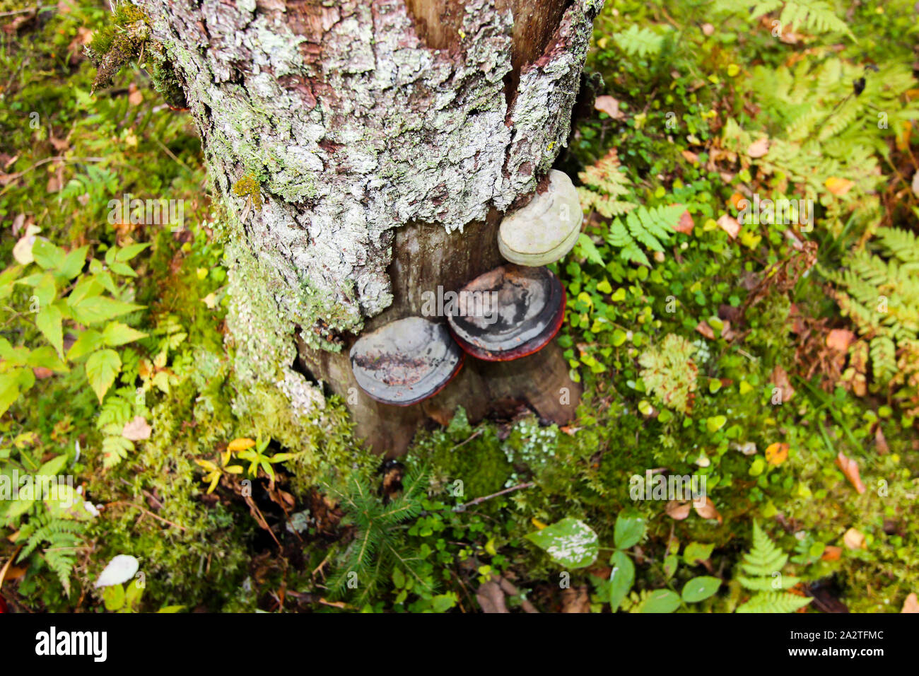 Einige Pilze auf einem Baumstamm. Wald Hintergrund. Herbst Landschaft. Stockfoto