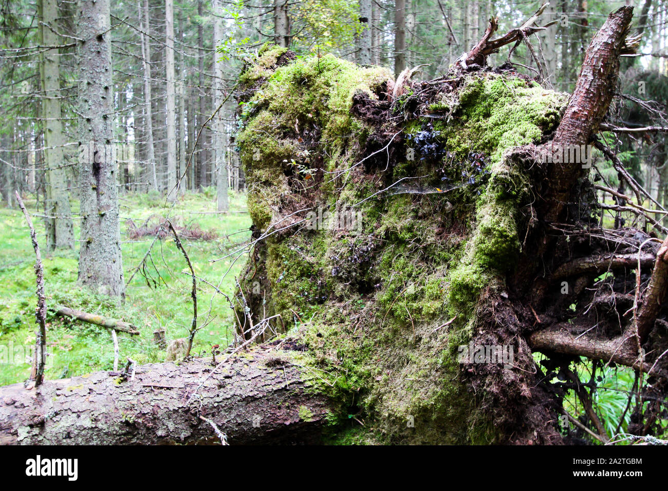 Gefallenen Baum mit Wurzeln in den Wald. Wilden Wald. Herbst Landschaft. Stockfoto