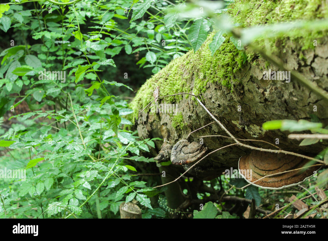 Gefallenen Baum mit Halterung Pilz wächst unter und Moos wächst auf der Oberseite Stockfoto