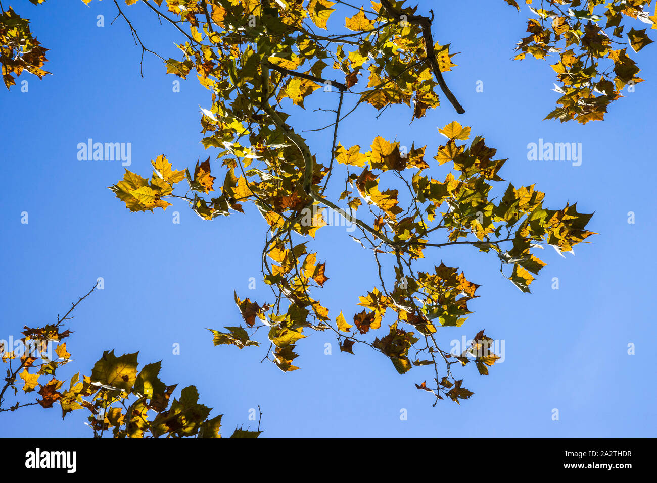 Herbst maulbeerfeigenbaum Blätter mit Hintergrundbeleuchtung am späten Nachmittag Sonne. Stockfoto