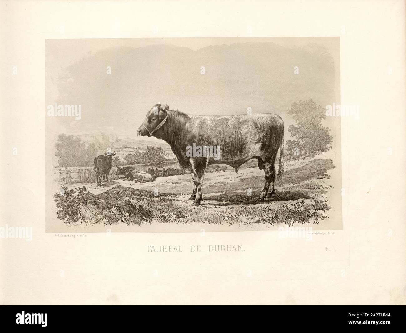 Bull Durham 1, britische Rinder züchten, Bull, unterzeichnet: Phot., Nadar, A. Riffaut heliog., et sculp, PL. I, S. 13, Tournachon, Adrien Alban (Phot.); Riffaut, A. (heliog. et sculp.), Emile Baudement: Les Rassen Rinder au Concours universel agricole de Paris en 1856: Études zootechniques. Bd. 1, Bl. 2. Paris: Imprimerie Imperiale, MDCCCLXI [1861 Stockfoto